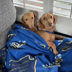 Fundraising Page: Anne Scherer